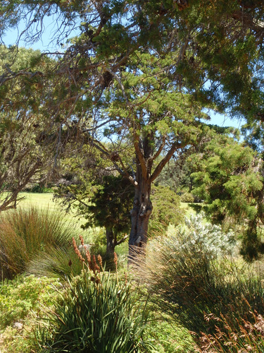 Kirstenbosch National Botanical Garden.